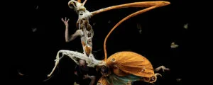 A dancer in an insect-like costume on a dark stage in Metamorphoses