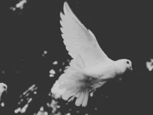 A white dove in flight, in black and white