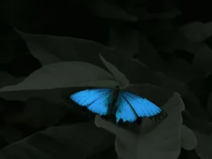 A blue butterfly resting on a dark leaf